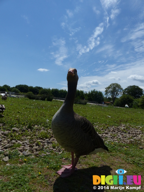 FZ005853 Goose